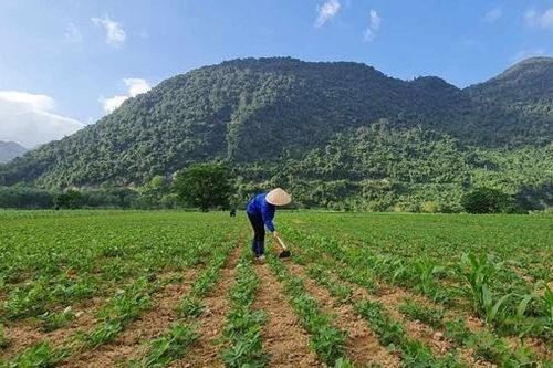 Điều tra vụ cung cấp gần 20 tấn lạc giống kém chất lượng cho nông dân