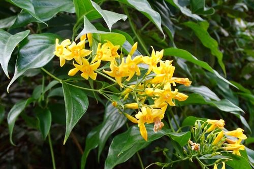 Uống rượu ngâm lá ngón, ba người đàn ông ở Bắc Giang tử vong