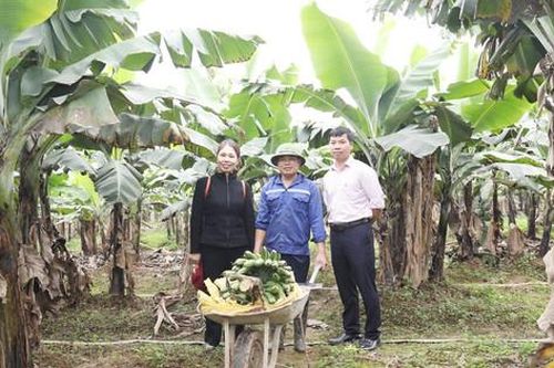 Gia Lâm chuyển đổi cơ cấu cây trồng nhờ nguồn vốn chính sách