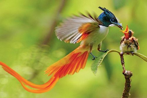 Vẻ đẹp của loài chim có chiếc đuôi dài độc đáo