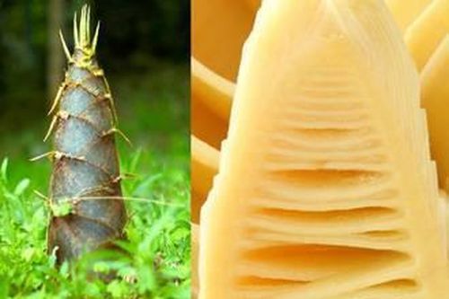 Măng tre có lượng protein tương tự sữa bò, ngừa ung thư