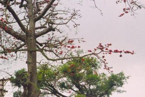 Hoa gạo đốt lòng tôi…