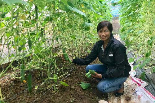 Cần cơ chế khuyến khích sử dụng thuốc bảo vệ thực vật sinh học