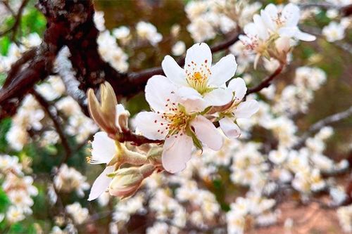 Vẻ đẹp vùng cao Nậm Nghiệp mùa hoa sơn tra