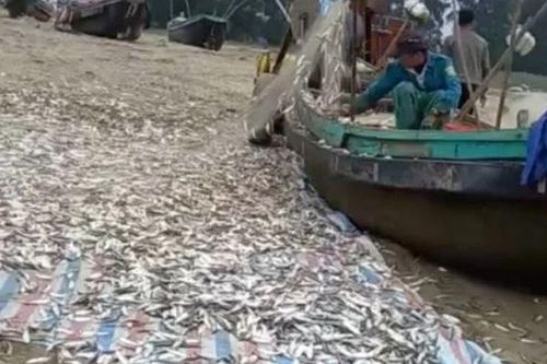 Nhiều ngư dân ven biển Hà Tĩnh trúng đậm cá trích