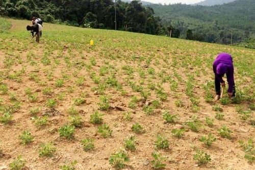 Điều tra việc cung ứng hơn 20 tấn lạc giống nghi kém chất lượng cho nông dân Quảng Bình