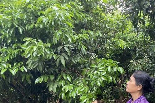 Người trồng vải thiều ở Bắc Giang lo mất mùa