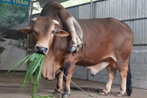 Bò 6 chân, 2 đuôi nổi như cồn trên mạng xã hội