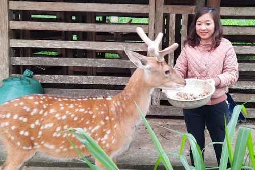Thực hư vợ chồng ở Hà Tĩnh 'hốt bạc' nhờ chú hươu độc lạ, bao người tìm đến xem