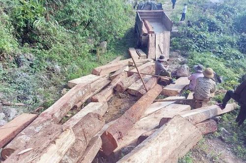 Khai thác trái phép rừng phòng hộ là rừng tự nhiên 20m3 gỗ quý, hiếm bị phạt bao nhiêu năm tù?