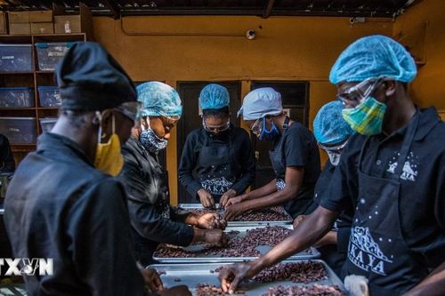Giá cacao kỳ hạn đã tăng hơn gấp đôi tính từ đầu năm đến nay