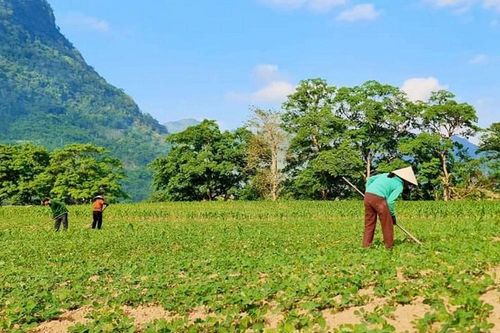 Quảng Bình: Chuyển Công an điều tra vụ có dấu hiệu cung ứng giống lạc giả