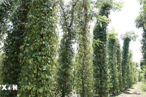 Đắk Lắk: Thu hoạch hồ tiêu gặp nhiều thuận lợi, nông dân phấn khởi