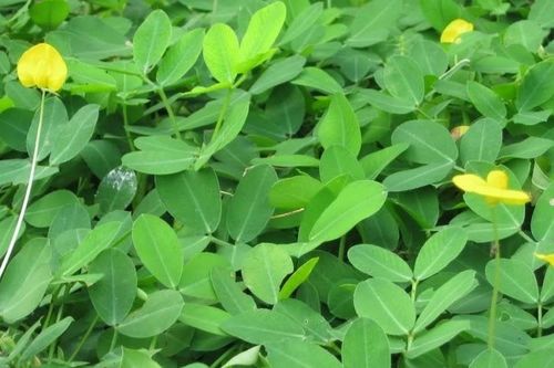 Quảng Bình: Điều tra dấu hiệu cung ứng giống lạc giả cho người dân