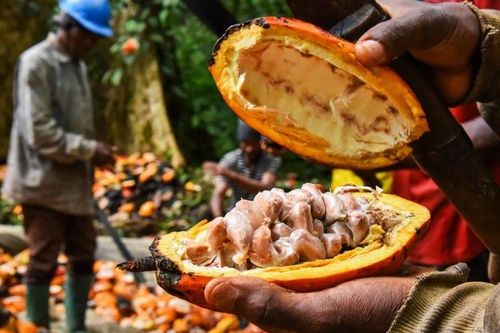 Nghịch lý giá cacao đắt hơn giá đồng nhưng người nông dân vẫn phải nhận trái đắng