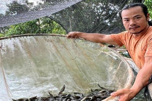 Anh nông dân kiếm hàng tỷ đồng nhờ nuôi con 'đặc sản' trong bể lót bạt