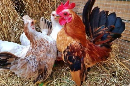 Giống gà quý tộc đắt đỏ bậc nhất thế giới, giá cả trăm triệu đồng 1 con