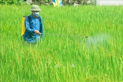 Phương pháp quản lý và sử dụng thuốc bảo vệ thực vật an toàn, hiệu quả