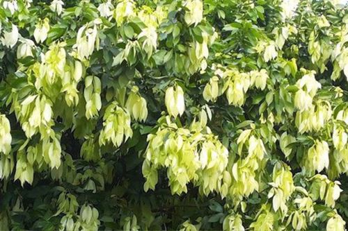 Loại cây xưa làm hàng rào, giờ thành đặc sản được dân thành phố 'săn lùng' giá chỉ 90.000 đồng/kg