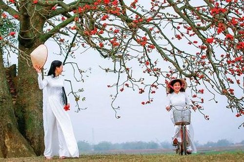 Hoa gạo tháng 3