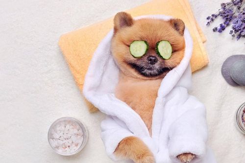 Chi phí chăm sóc thú cưng tại Anh tăng nhanh hơn cả lạm phát