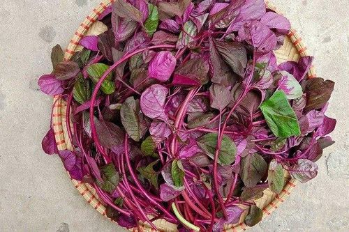 Mối liên hệ bất ngờ giữa rau dền đỏ và chứng thiếu canxi, sắt