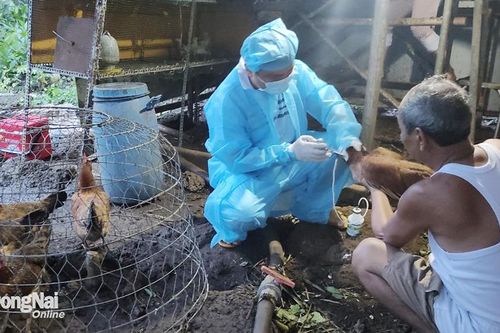 Tăng các giải pháp phòng, kiểm soát dịch cúm gia cầm