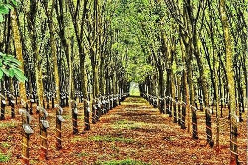 Bắt đối tượng lừa bán gỗ cao su