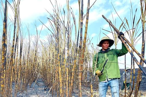 Kbang khẩn trương giúp dân thu hoạch mía cháy