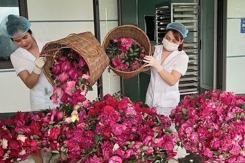 Yên Lập đầu tư trên 1,2 tỷ đồng xây dựng sản phẩm OCOP