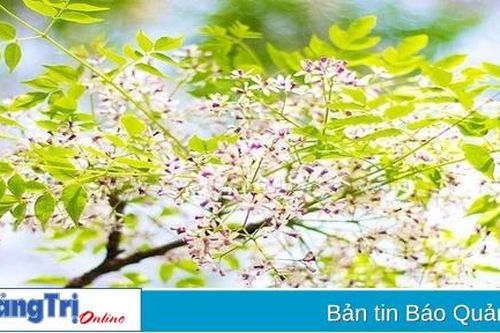 Tháng Ba trở lại