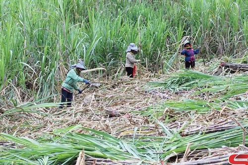 Lãnh đạo nhân dân phát triển kinh tế hiệu quả
