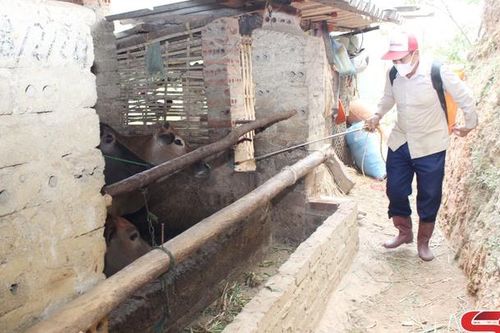 Khẩn trương khống chế dịch bệnh lở mồm long móng ở xã Bản Lầm