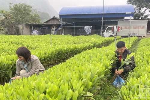 Làm giàu từ ươm cây giống