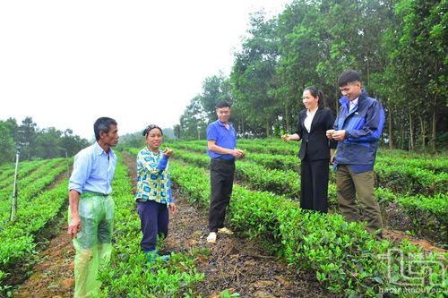 Nông dân Phú Cường đổi mới tư duy làm chè