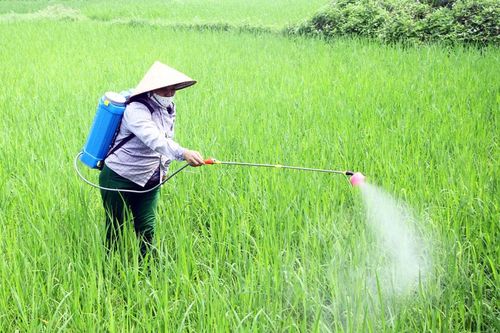 Xuất hiện nhiều loại sâu bệnh hại trên cây trồng