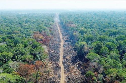 Brazil và Pháp ra mắt chương trình bảo vệ rừng nhiệt đới Amazon