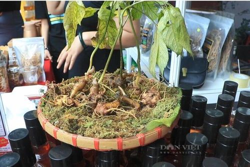 Lễ hội Sâm và Hương liệu, dược liệu tổ chức lần đầu tại Tp.HCM