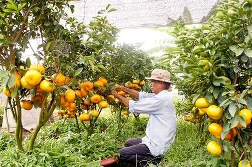 Từ quýt hồng đến thanh long ruột đỏ, nông dân Lai Vung đang 'trúng đậm' nhờ thay đổi tư duy sản xuất