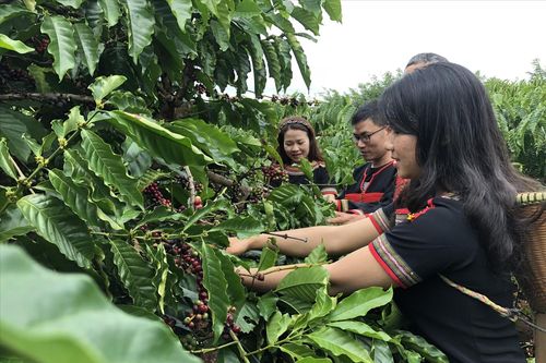 Thử nghiệm mô hình kinh tế tuần hoàn trong sản xuất cà phê, lúa gạo