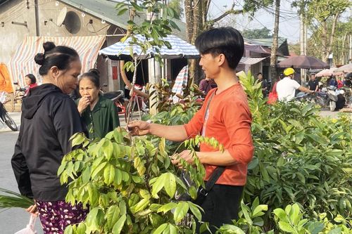 Khó khăn trong quản lý giống cây lâm nghiệp