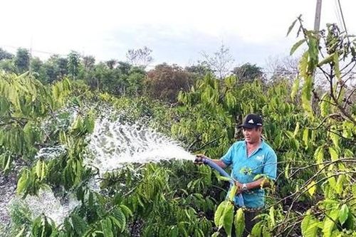 Phát triển cây công nghiệp chủ lực: Xóa vòng luẩn quẩn 'trồng - chặt'
