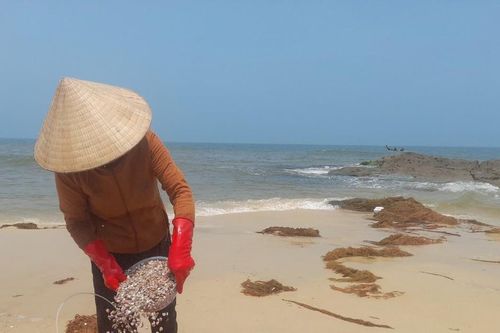 Kiếm tiền triệu mỗi ngày từ việc cào ốc gạo
