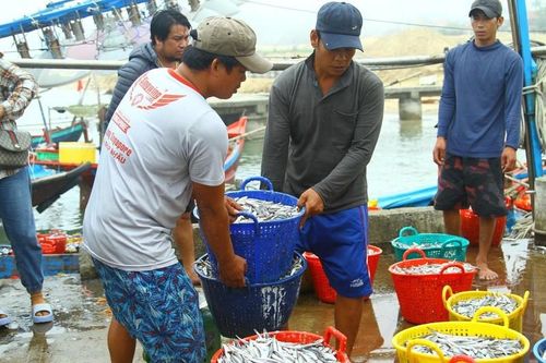 Đánh bắt 20 tấn cá/đêm, ngư dân thu hàng trăm triệu