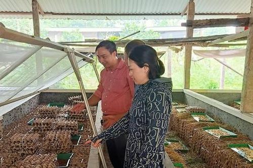 Ông dân Phú Thọ nuôi dế mèn thu lãi cao