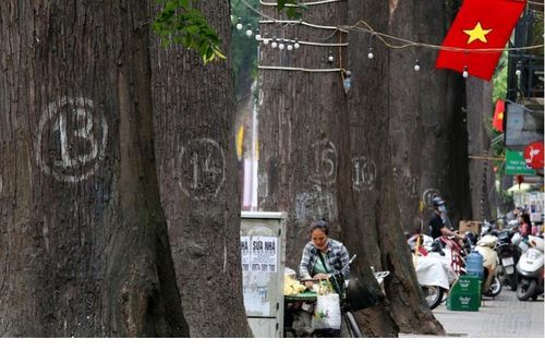Cây sao đen nghi bị 'bức tử' thuộc danh sách gỗ quý Việt Nam