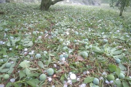 Hơn 2.500 ha mận của người dân Mộc Châu bị thiệt hại do mưa đá