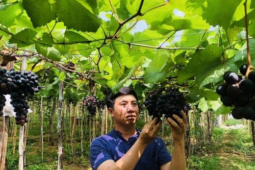 Gia Lai: Chàng kỹ sư trẻ ươm mầm giống nho trên đất cằn