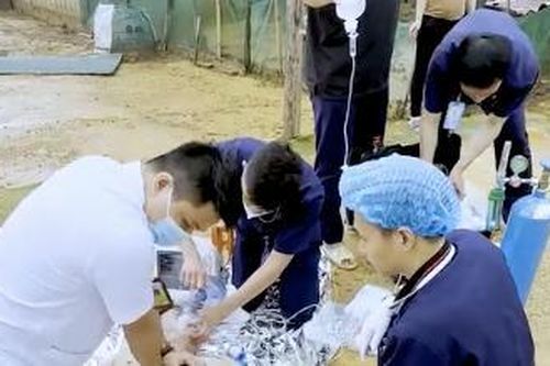 Bác sĩ trải thảm cạnh bờ ao cấp cứu người đàn ông bị điện giật