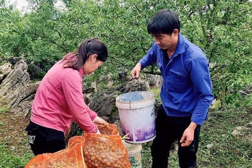 Khung cảnh nhói lòng ở vườn mận Mộc Châu bị mưa đá vùi dập
